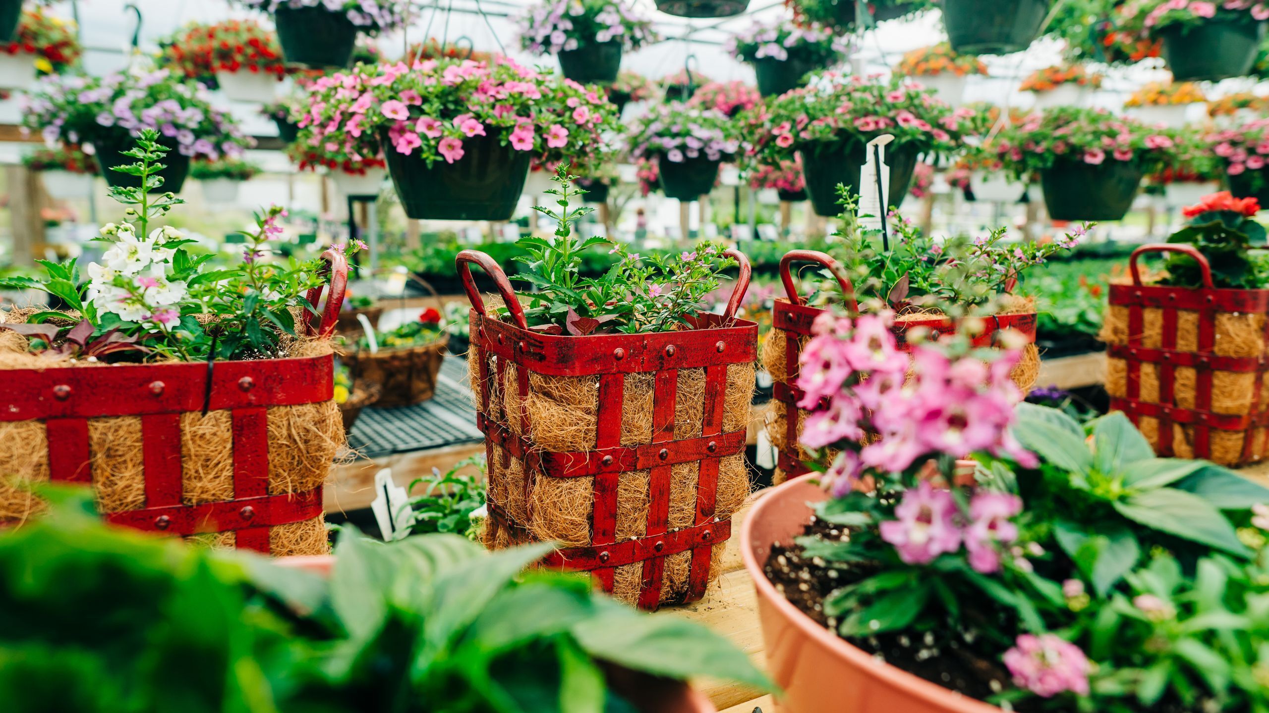 Garden Shop At Arona Road Greenhouse