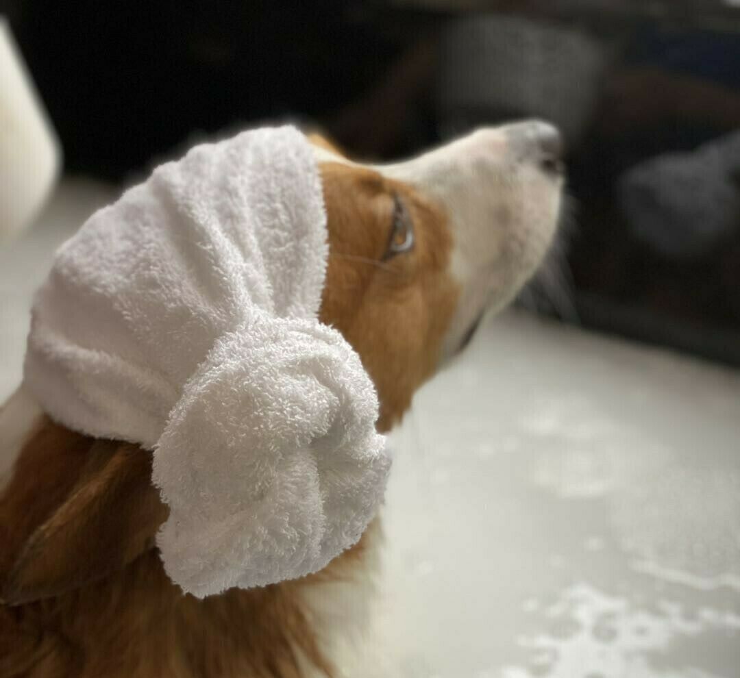 Q’s Pets dog grooming listing photo