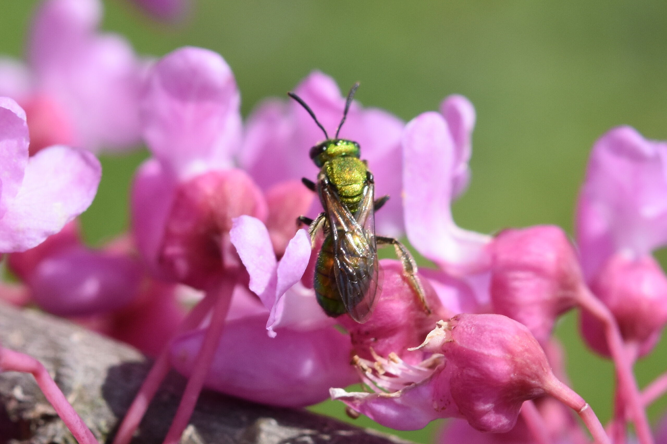 Pinelands Direct Native Plants