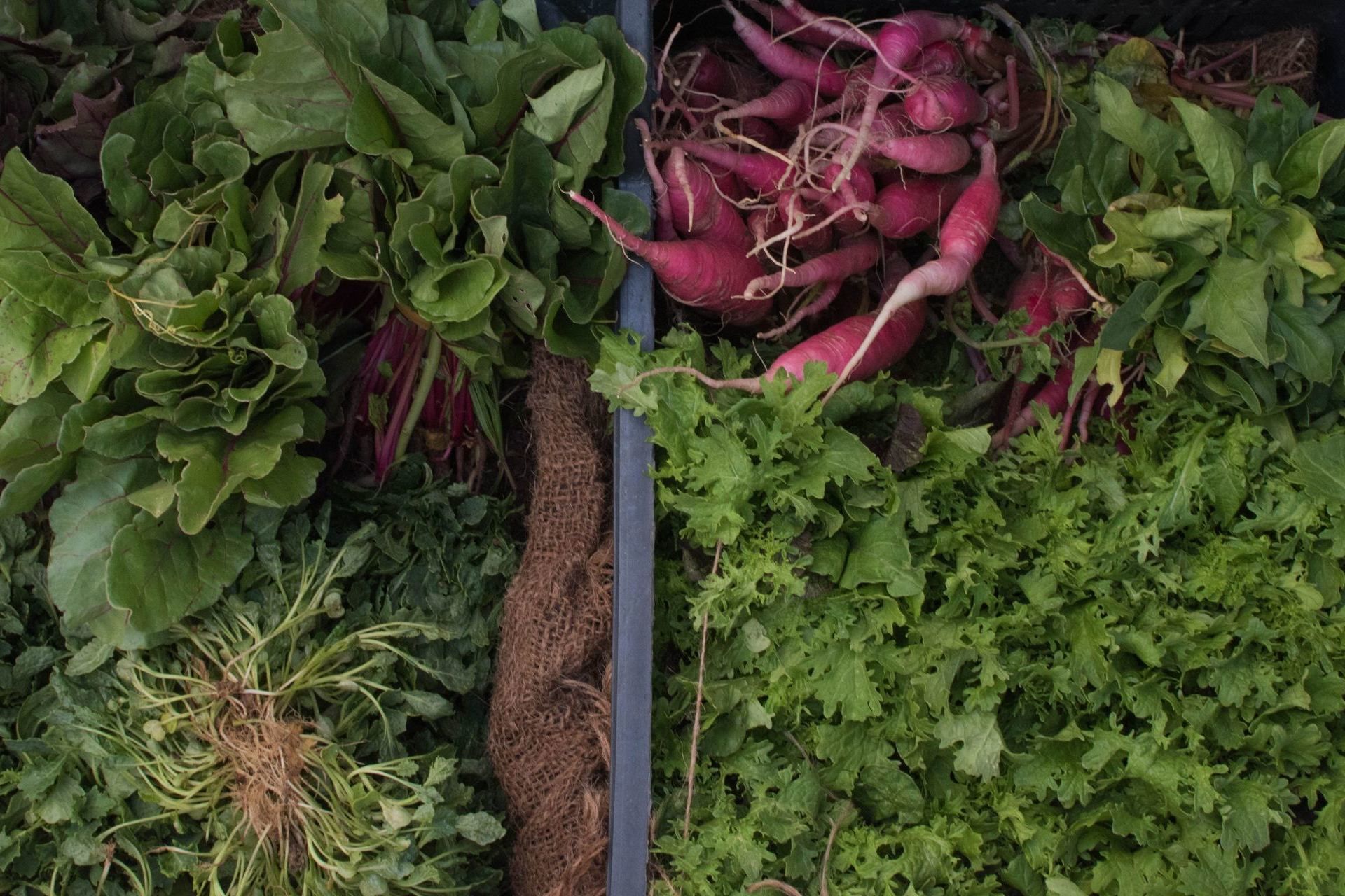 Sacred Roots Farm Co