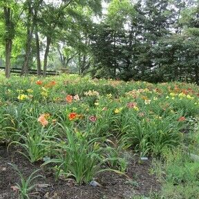 Image of Daylilies and Siberian irises