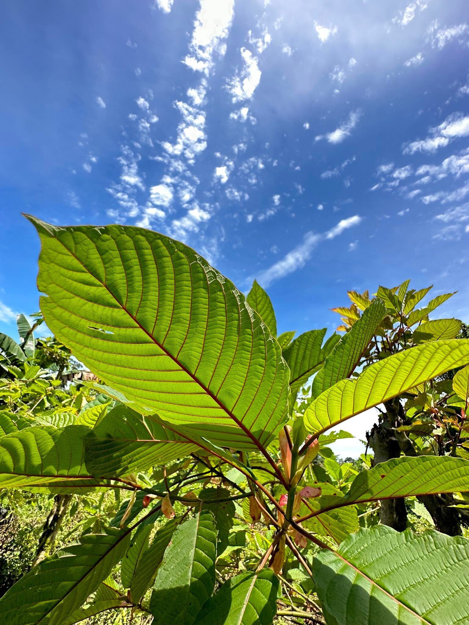 Okie Kratom